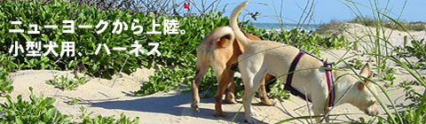 小型犬　ハーネス