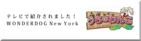 うちのわんこ　ワンダードッグニューヨーク紹介