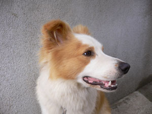 犬 お客様写真