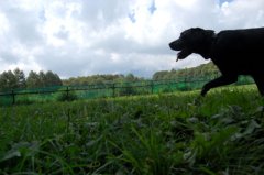 犬と旅する軽井沢 2025