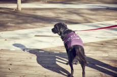 画像3: 【 小型犬専用　小型犬サイズの犬服 】犬服 タンクトップ California Vintage - Malibu 小型犬用 (3)