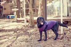 画像7: 【 小型犬専用　小型犬サイズの犬服 】犬服 タンクトップ California Vintage - Malibu 小型犬用 (7)