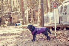 画像1: 【 小型犬専用　小型犬サイズの犬服 】犬服 タンクトップ California Vintage - Malibu 小型犬用 (1)