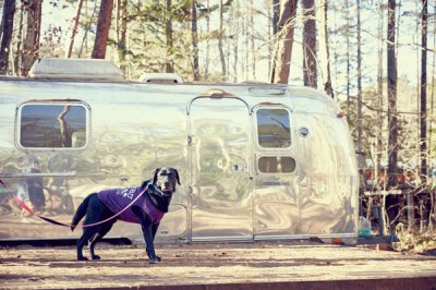 画像2: 【 小型犬専用　小型犬サイズの犬服 】犬服 タンクトップ California Vintage - Malibu 小型犬用