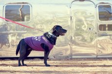 画像4: 【 小型犬専用　小型犬サイズの犬服 】犬服 タンクトップ California Vintage - Malibu 小型犬用 (4)