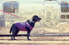 画像4: 【 大型犬専用　大型犬サイズの犬服 】犬服 タンクトップ Malibu 大型犬用 (4)