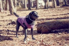 画像2: 【 大型犬専用　大型犬サイズの犬服 】犬服 タンクトップ Malibu 大型犬用 (2)