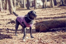 画像2: 【 小型犬専用　小型犬サイズの犬服 】犬服 タンクトップ California Vintage - Malibu 小型犬用 (2)