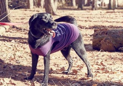 画像3: 【 小型犬専用　小型犬サイズの犬服 】犬服 タンクトップ California Vintage - Malibu 小型犬用