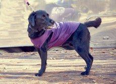 画像5: 【 大型犬専用　大型犬サイズの犬服 】犬服 タンクトップ Malibu 大型犬用 (5)