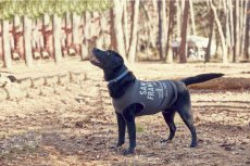 画像2: 【 小型犬専用　小型犬サイズの犬服 】犬服 タンクトップ San Francisco 小型犬用 (2)