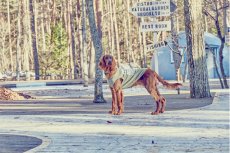 画像1: 【 大型犬専用　大型犬サイズの犬服 】犬服 タンクトップ Yosemite 大型犬用 (1)