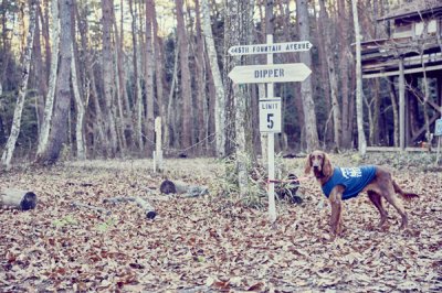 画像2: 【 大型犬専用　大型犬サイズの犬服 】犬服 タンクトップ Yosemite 大型犬用