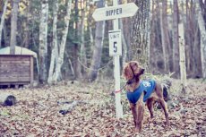 画像2: 【 大型犬専用　大型犬サイズの犬服 】犬服 タンクトップ Yosemite 大型犬用 (2)