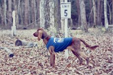 画像4: 【 大型犬専用　大型犬サイズの犬服 】犬服 タンクトップ Yosemite 大型犬用 (4)