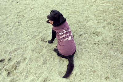 画像2: 【 California Vintage 】犬服 タンクトップ Malibu
