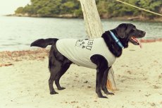 画像8: 【 California Vintage 】犬服 タンクトップ Malibu (8)