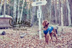 画像8: 【 California Vintage 】犬服 タンクトップ Yosemite (8)