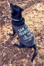 画像6: 【 California Vintage 】犬服 タンクトップ San Francisco (6)