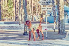 画像9: 【 California Vintage 】犬服 タンクトップ Yosemite (9)