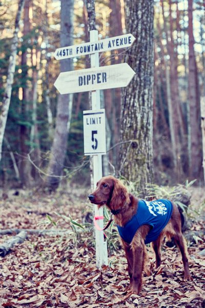 画像2: 【 California Vintage 】犬服 タンクトップ Yosemite