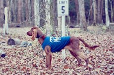 画像6: 【 California Vintage 】犬服 タンクトップ Yosemite (6)