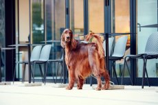 画像3: 【SALON FOR DOGS】 ミネラルコンディショナー Pro  業務用 犬用コンディショナー (3)