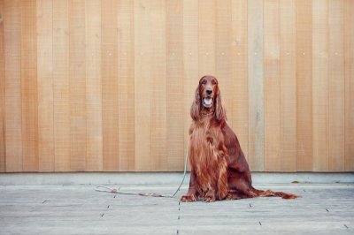 画像1: 【SALON FOR DOGS】 ミネラルコンディショナー 300ml