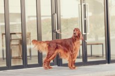 画像6: 【SALON FOR DOGS】 ミネラルPro 業務用 セット  3.8 L (6)