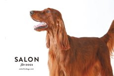 画像4: 【SALON FOR DOGS】 ミネラルシャンプー Pro　3.8L 業務用犬用シャンプー (4)