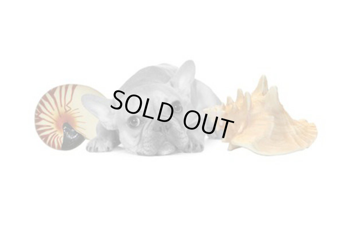 画像2: 【Petprojekt】 ホラ貝　 (2)