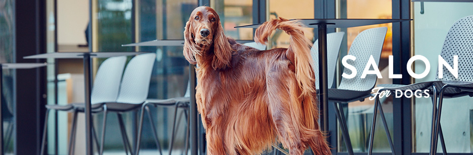 犬用　シャンプー　サロン