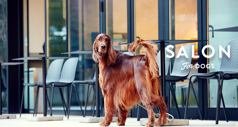 ふわふわの洗い上がりの人気の犬用シャンプーなら サロンフォードッグス ふわふわの洗い上がりの人気の犬用シャンプーなら サロンフォードッグス