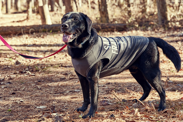 小型犬用の犬服 日本製 おしゃれな犬服、カリフォルニアヴィンテージ