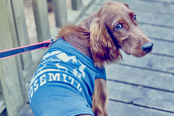 画像8: 【 大型犬専用 大型犬サイズの犬服 】犬服 タンクトップ Yosemite 大型犬用 (8)