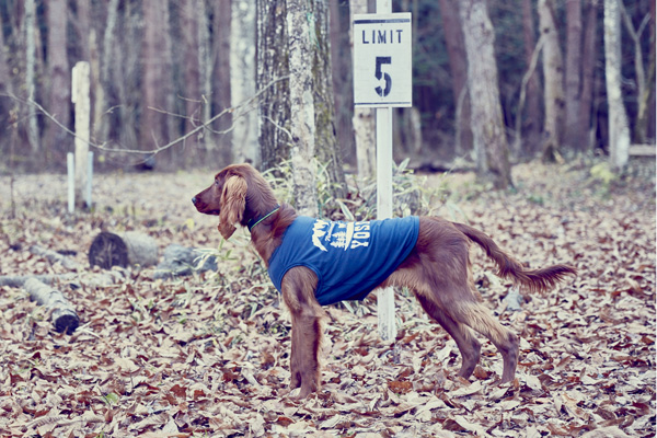 画像4: 【 大型犬専用 大型犬サイズの犬服 】犬服 タンクトップ Yosemite 大型犬用 (4)