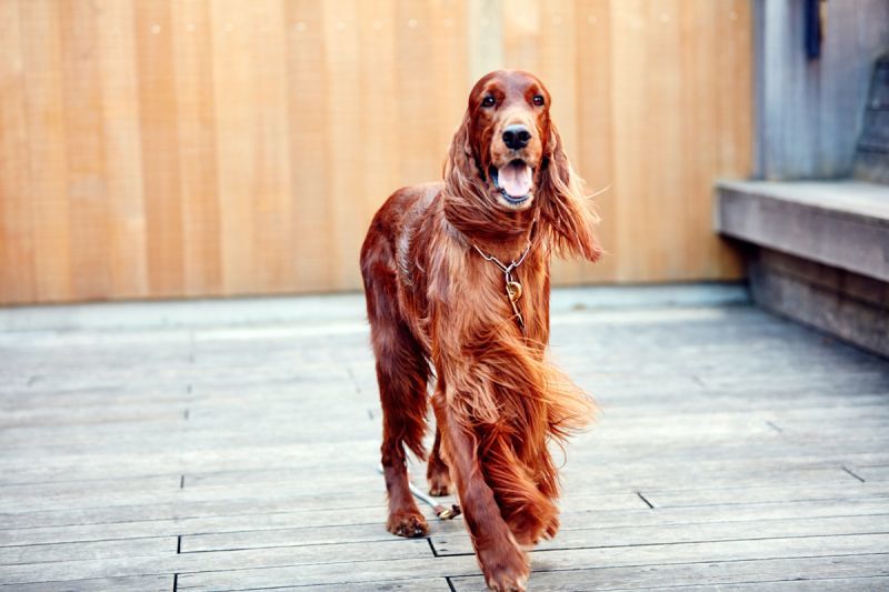 犬用　シャンプー　サロンフォードッグス