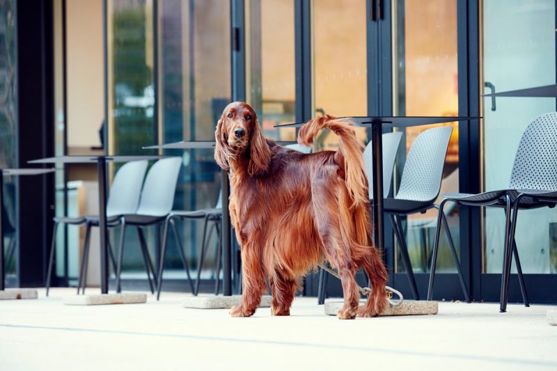 犬用　シャンプー　サロンフォードッグス