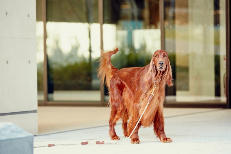 犬用　シャンプー　皮膚に優しい　サロン